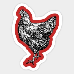 Vintage Barred Plymouth Rock Chicken Hen Sticker